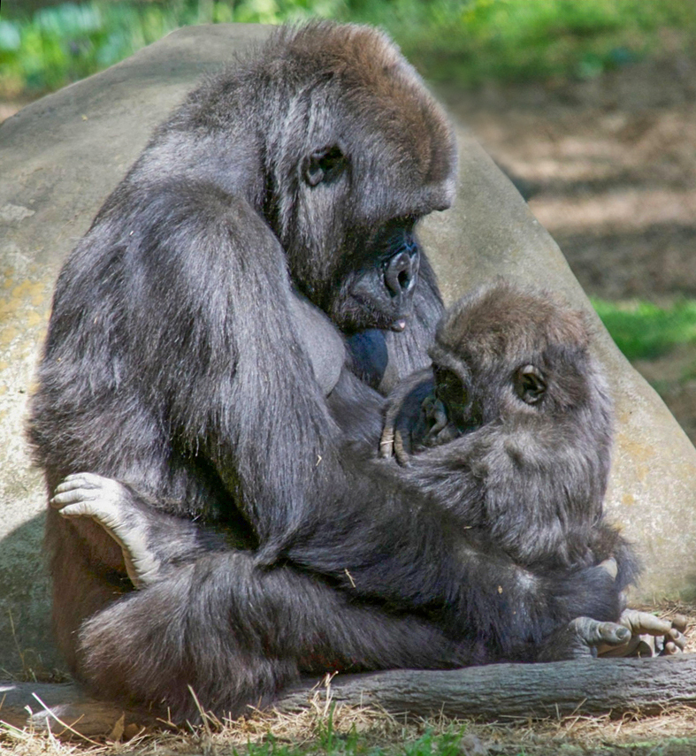 February - Ape Love by Barry Cornforth